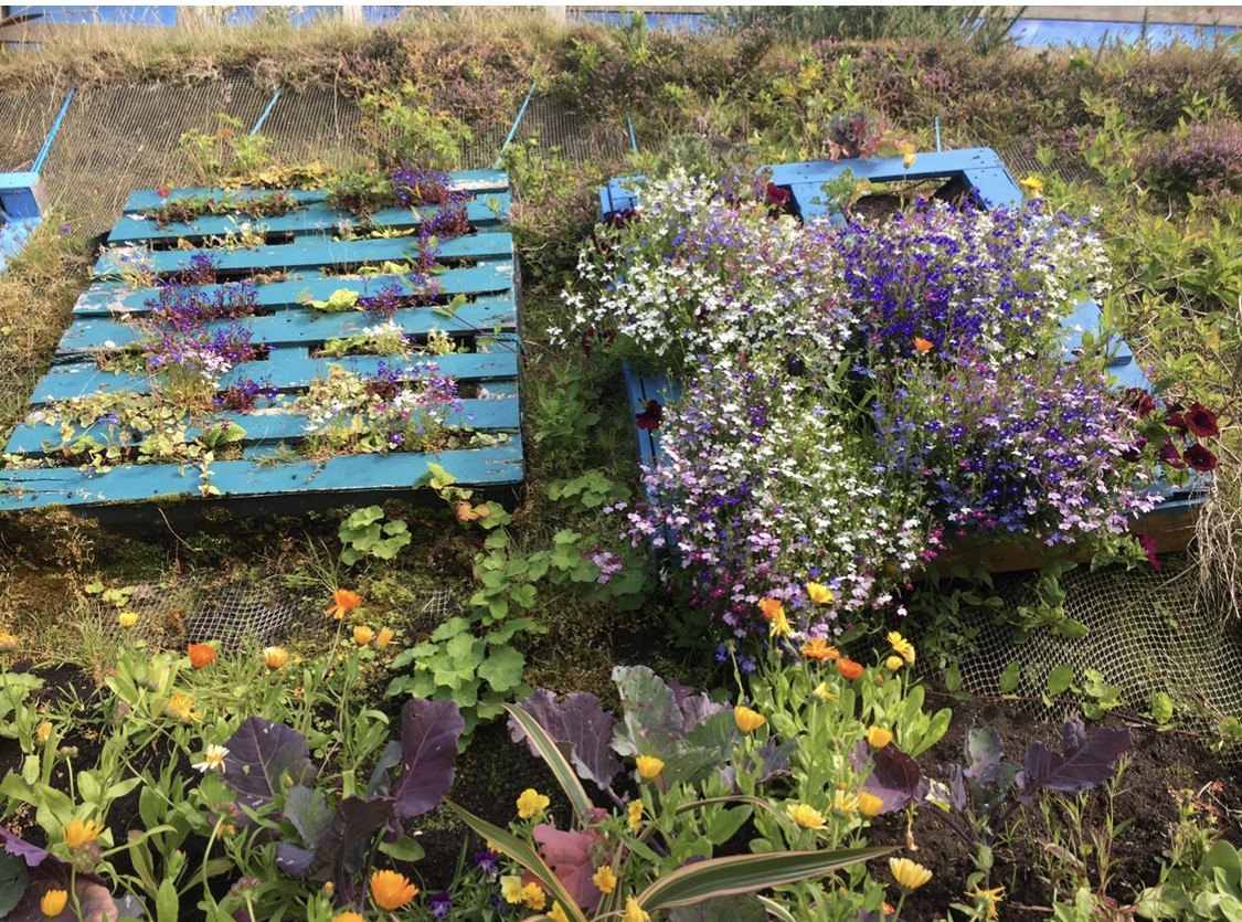 recycled-pallets-highlands-garden.jpeg