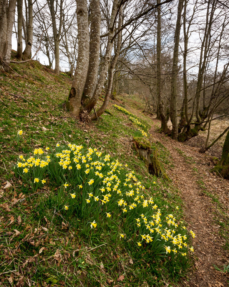 The Steading at Clunie, daffodils and path