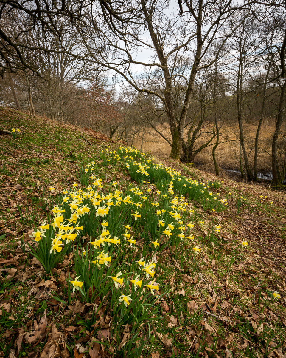 The Steading at Clunie, daffodils above river