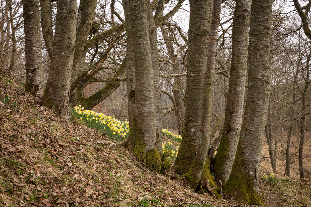 The Steading at Clunie, daffodils through trees