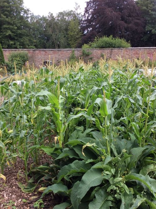 Balhary Walled Garden