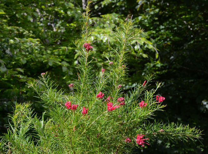 1-grevillea-rosmarinifolia.jpg ©Maurice Wilkins                                       