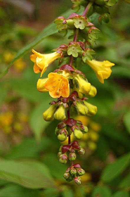 115-leycesteria-crocothyrsos.jpg ©Maurice Wilkins