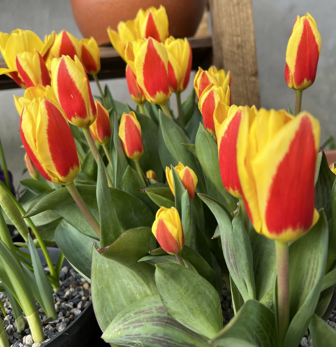 16 Mulla Spring Tulips