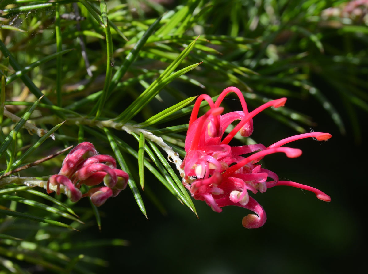 Grevillea-Rosmarinifolia ©Maurice Wilkins                                       