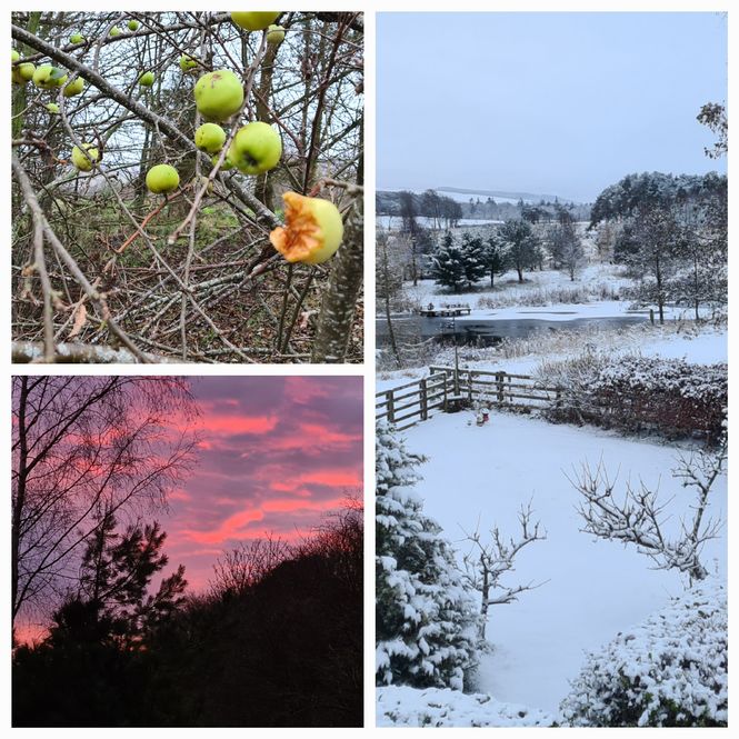 A snowy view and the Crab apples I use for Christmas  baubles.jpg ©Linda Letham