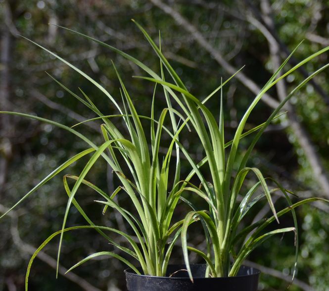 Bilbergia nutans