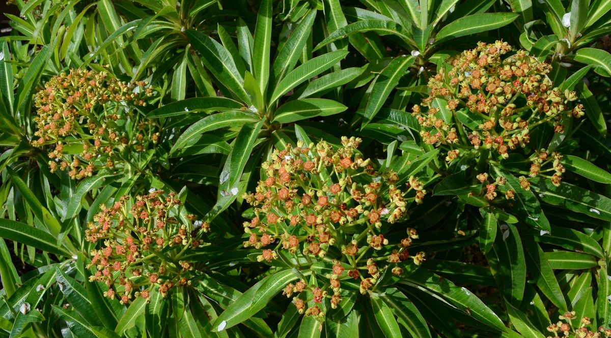 7-1-euphorbia-mellifera.jpg ©Maurice Wilkins                                       