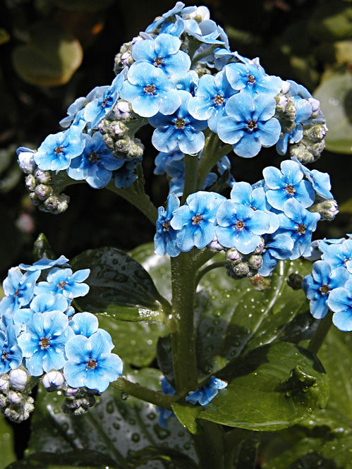 9-1-myosotidium-hortensia.jpg