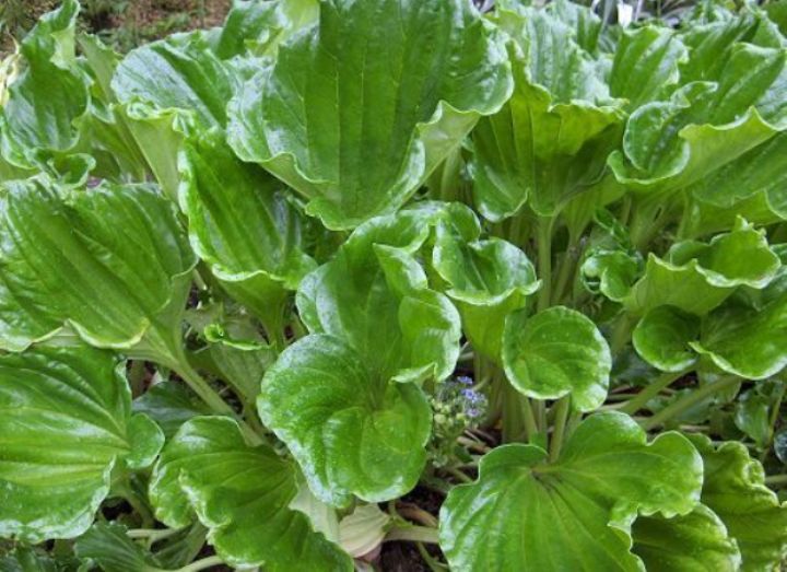 9-2-myosotidium-hortensia-foliage.jpg