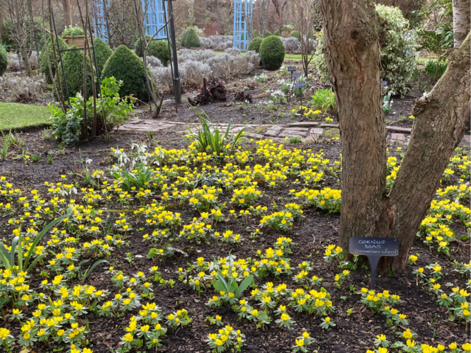 gardens to visit in scotland february