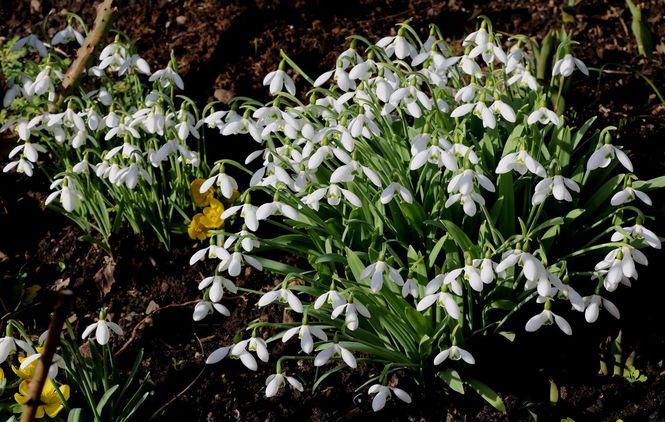 Snowdrops 17a Menzieshill Road Dundee