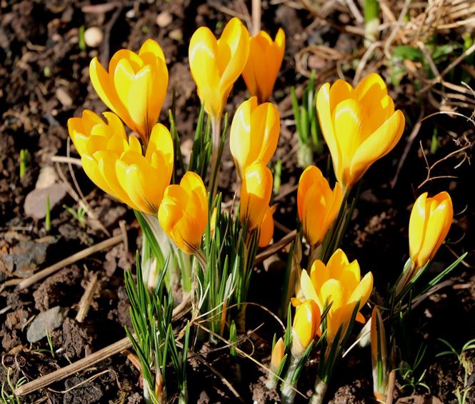 Crocuses 17a Menzieshill Road Dundee