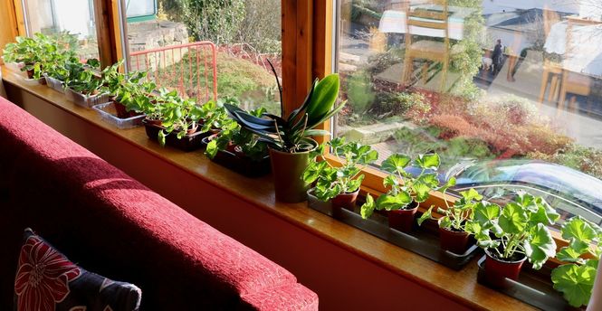 Geraniums seedlings 17a Menzieshill Road Dundee