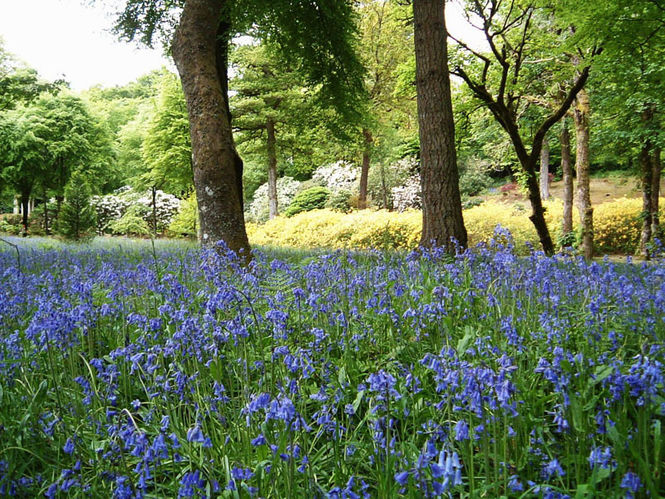 Bluebells in bloom 