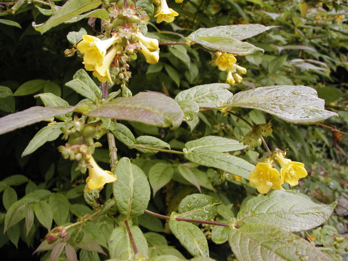 leycesteria-crocothyrsos.jpg ©Maurice Wilkins