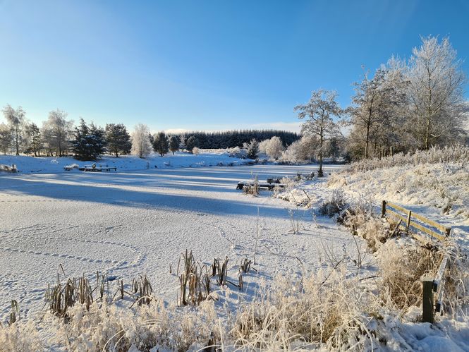 My Scottish Wild Garden: Mid-Winter