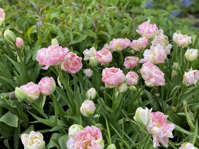 Midlem Village Open Gardens 