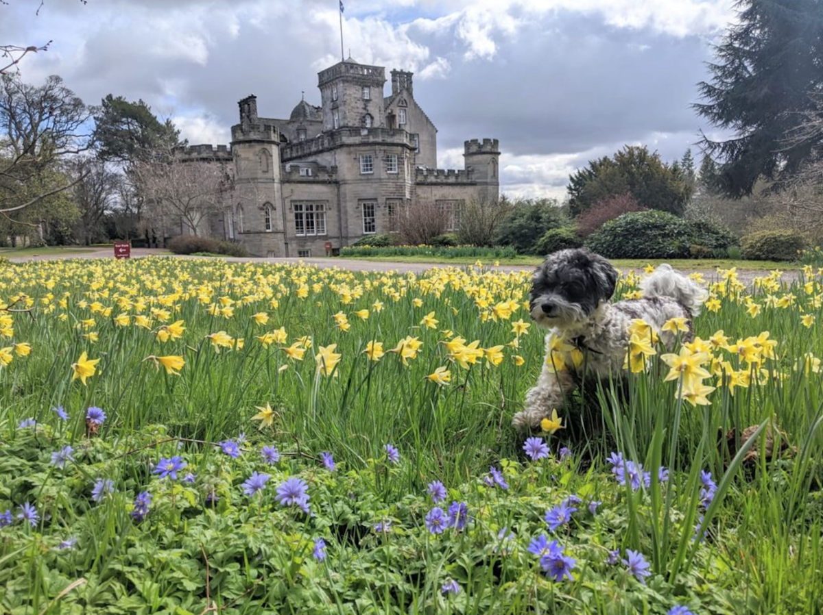 Winton Castle Spring Gardens Open Day