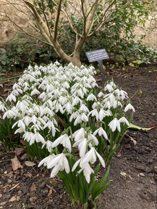 shepherd-house-snowdrops.jpg