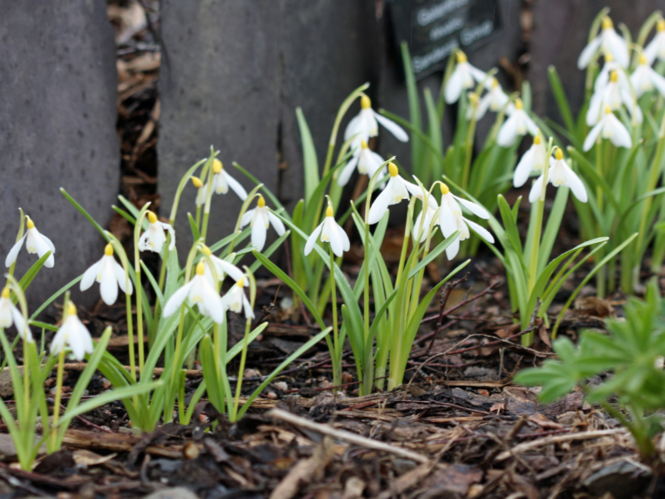 Snowdrop Hints and Tips