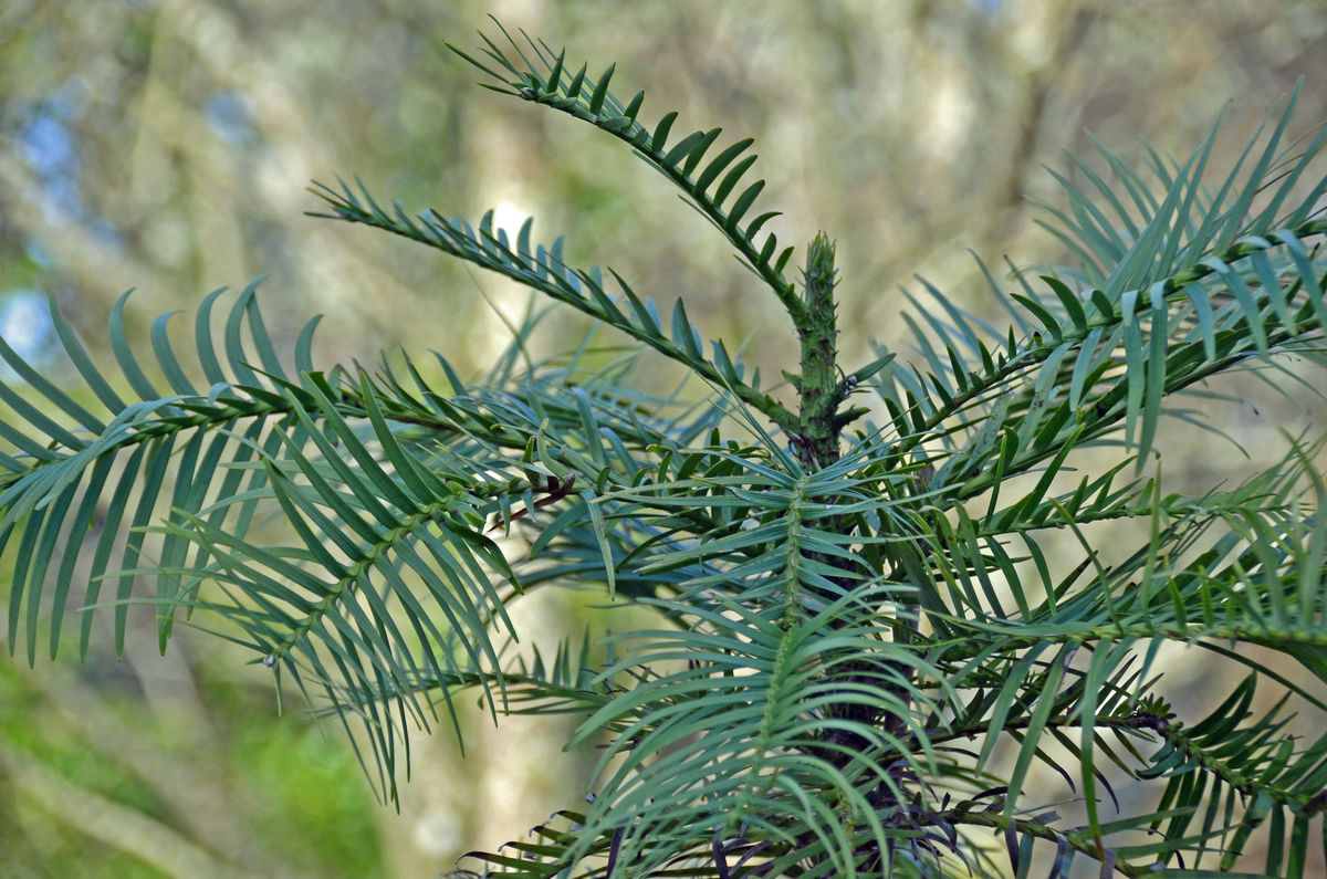 wollemi-pine-1-c-maurice-wilkins.jpg ©Maurice Wilkins                                       