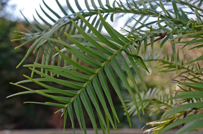 Wollemi Pine ©Maurice Wilkins                                       