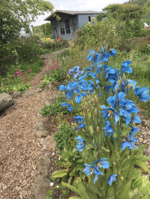 Auchtermuchty Open Gardens