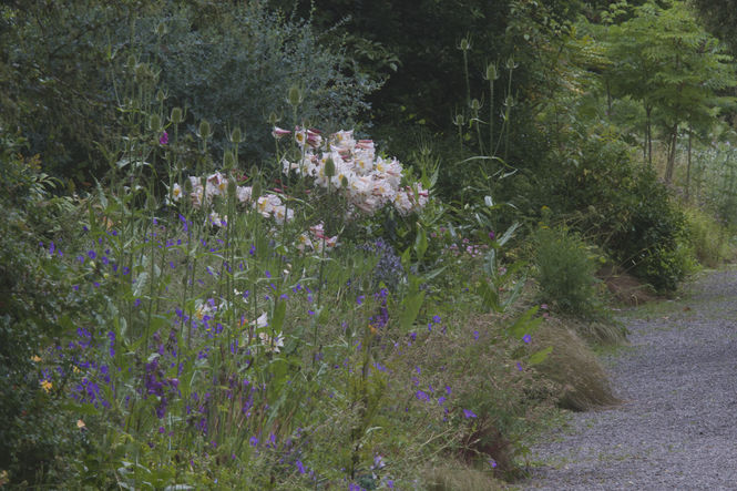 Cally Biodiversity Gardens