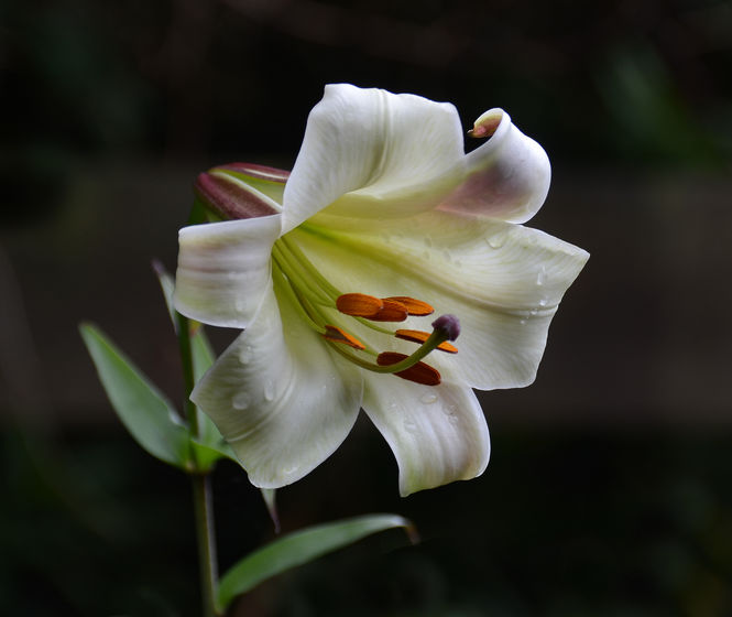 lilium-sargentiae.jpg ©Maurice Wilkins                                       