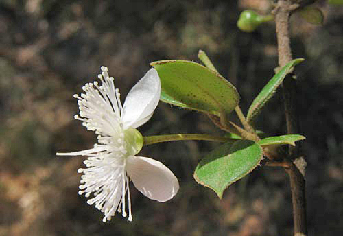 luma-apiculata-2.jpg