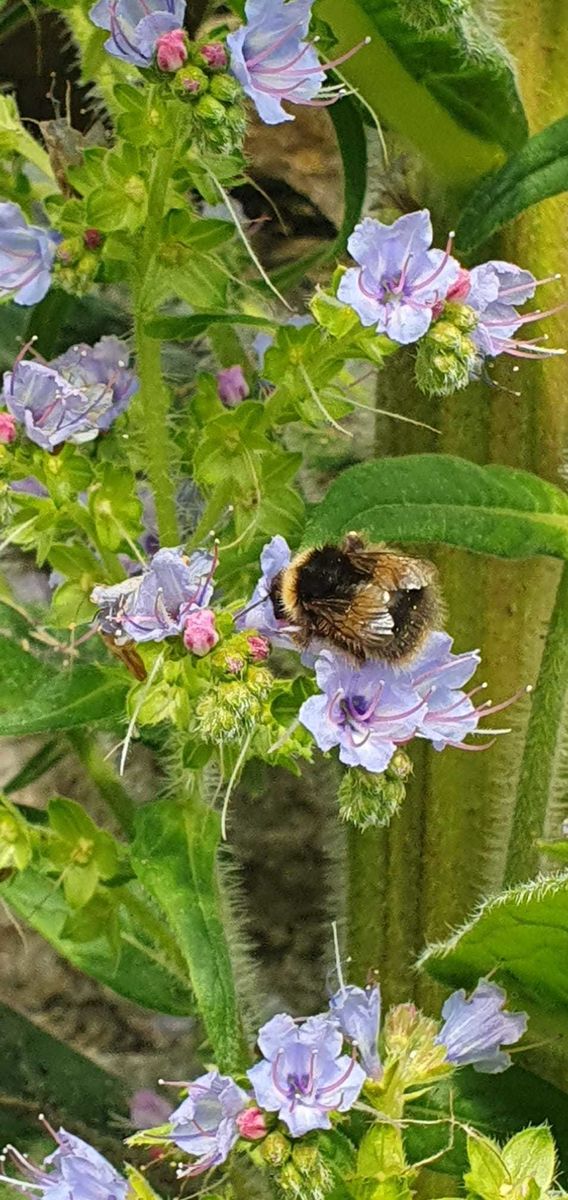 Pittenweem: Gardens in the Burgh