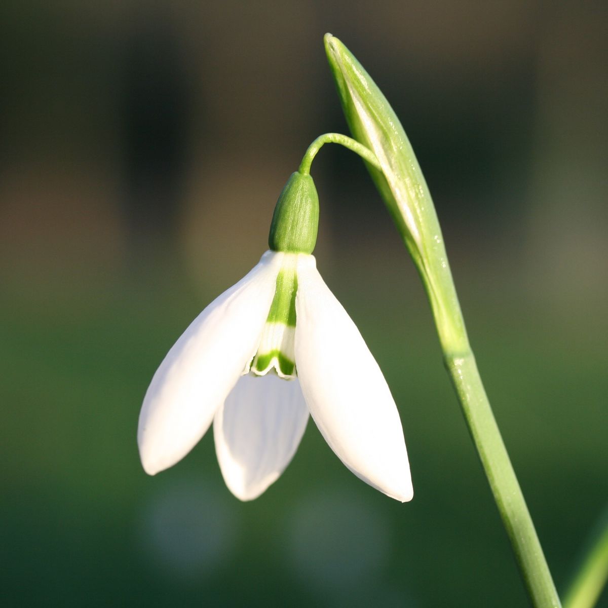 snowdrop-close-2-659d4835d5776.jpg