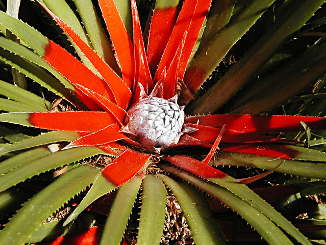 22-fascicularia-bicolor-subsp.-bicolor.jpg