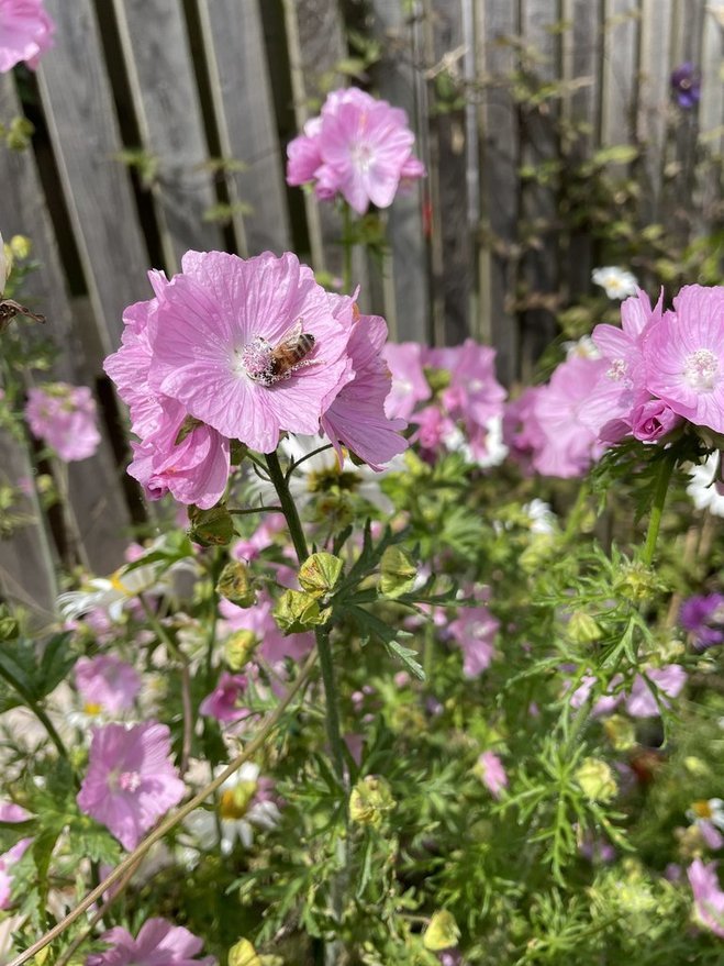 Ashludie Wildflower Garden