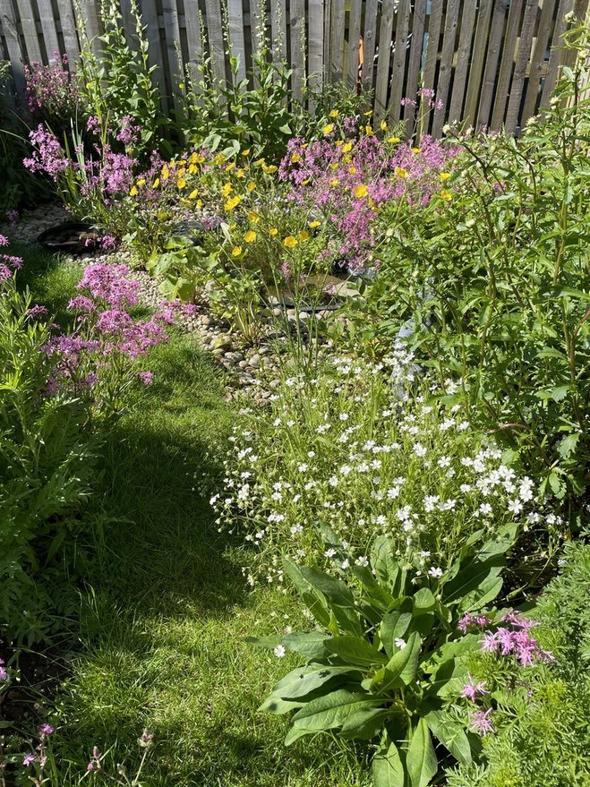 Ashludie Wildflower Garden