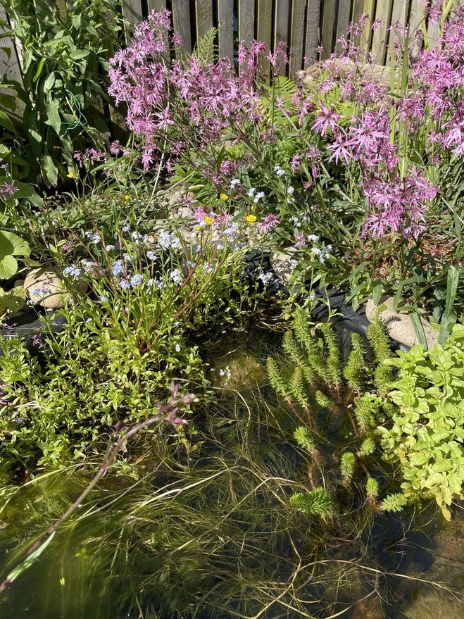 Ashludie Wildflower Garden