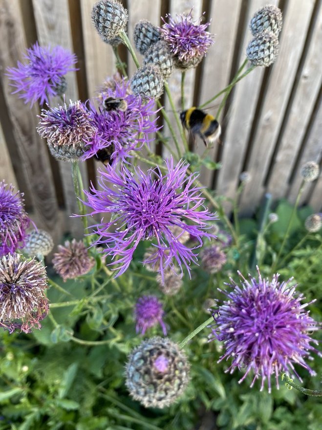 Ashludie Wildflower Garden