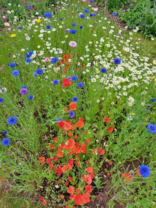 Ashludie Wildflower Garden