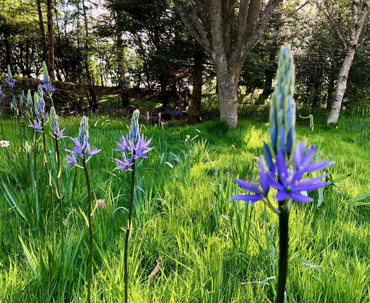 The Pond Garden