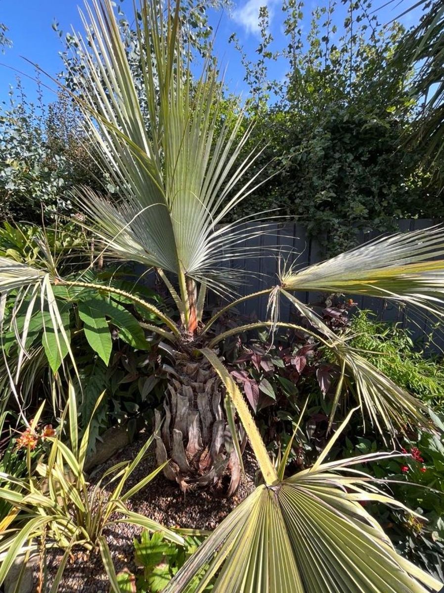 Carnoustie's Tropical Garden