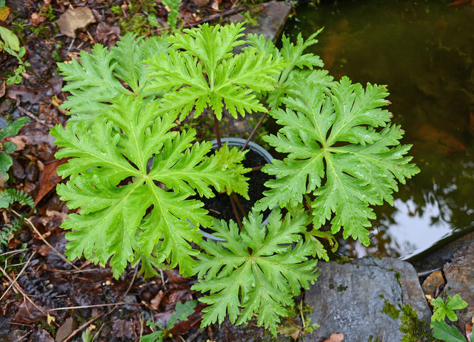 geranium-palmatum-seedling.jpg ©Maurice Wilkins                                       