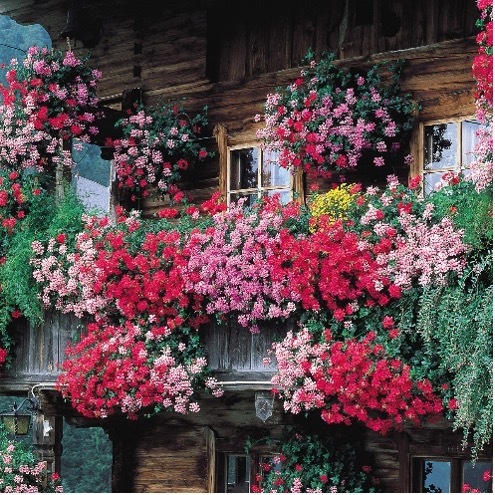 geraniums-3.jpg