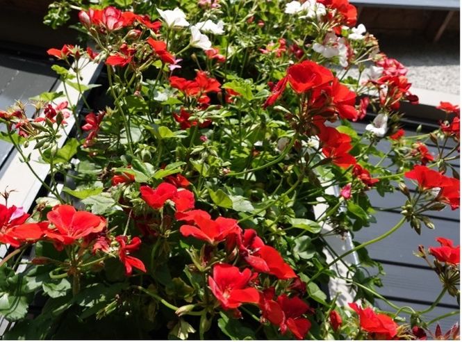 geraniums-5.jpg