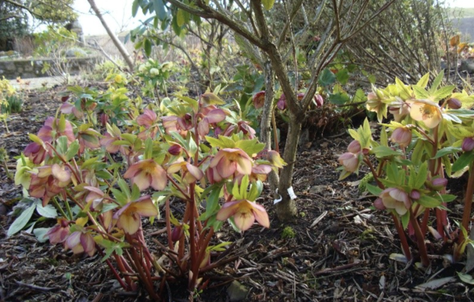 hellebores-willowhill-2.png
