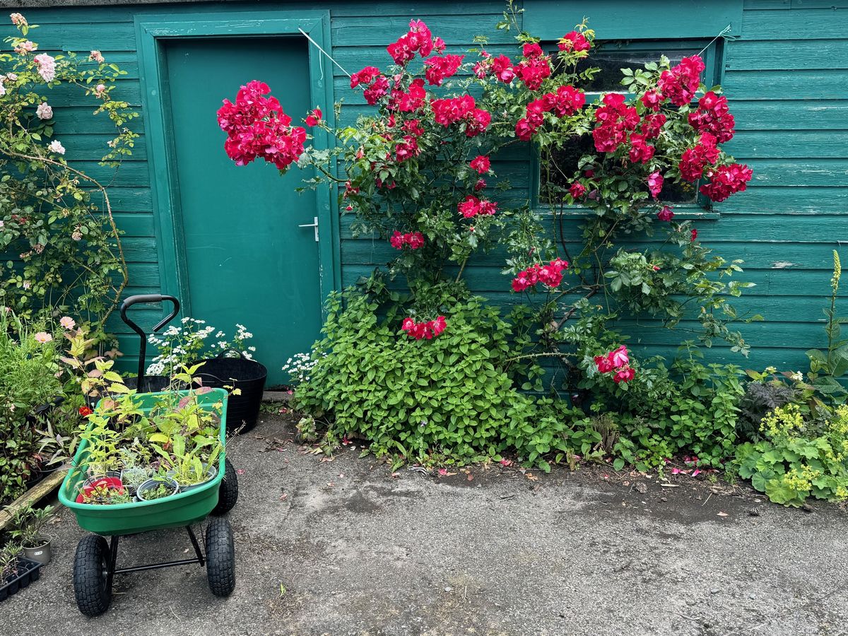 Ruthven Cottage Hardy Plant Nursery