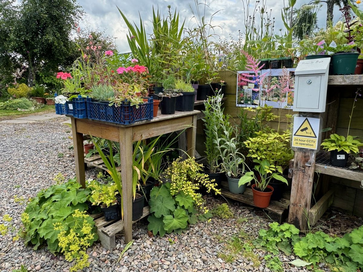 Ruthven Cottage Hardy Plant Nursery