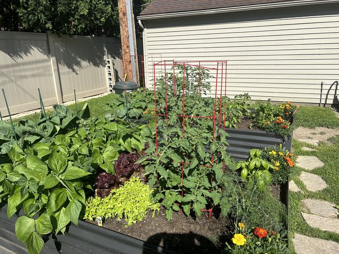 Ian's American Garden (Side) ©From the side of the leftmost bed