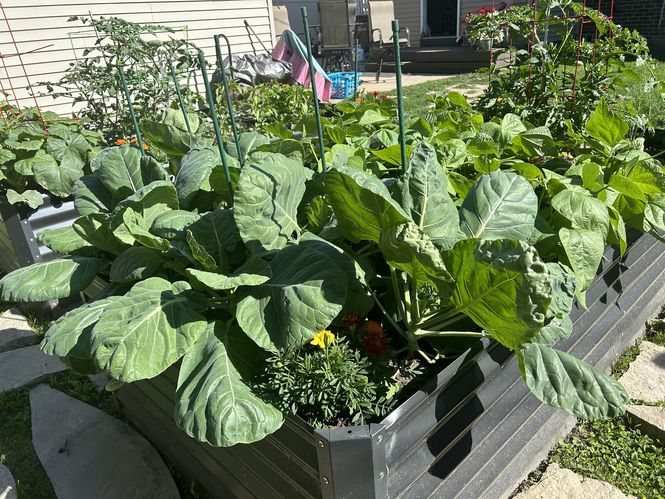 Ian's Brussel Sprouts ©The Brussel sprouts are looking quite wild - time for a trim, I think!