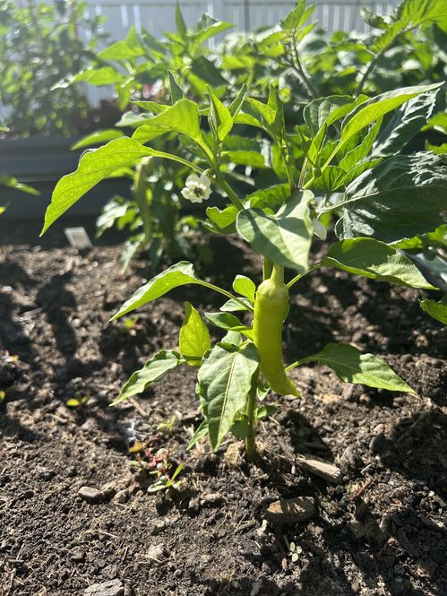 Ian's Peppers ©The wax peppers are so big already! I can't wait to use them in a refreshing summer salad. 